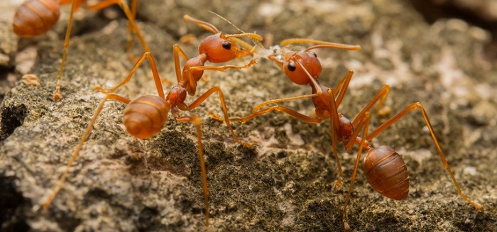 how to get rid of fire ants