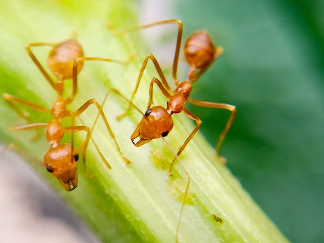 How to Get Rid of Fire Ants? Natural Way to Eliminate Them