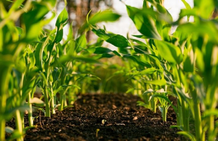 10 Most Profitable Farming Ideas